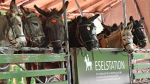 Einstige Wartburg-Esel: Neue Unterkunft gesucht