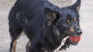 Eine ganz seltene Rasse: Fundhund Charly sucht ein neues Zuhause