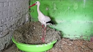 Tierpflege: Storch Sven humpelt noch
